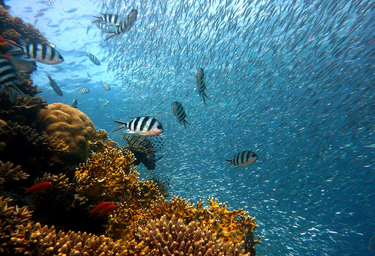 Snorkeler exploring a clear turquoise reef off Kauai